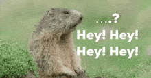 Hey Rat GIF - Hey Rat Marmot Allan GIFs