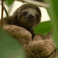 Scratching My Belly Sloth GIF - Scratching My Belly Sloth Robert E Fuller GIFs