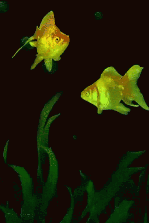 Ocean Aquarium GIF  Download  Share on PHONEKY