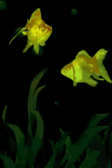 fish aquarium goldfish swim