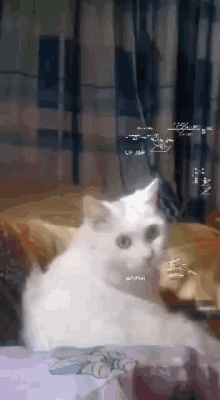 Gato Pensando Cat Thinking GIF
