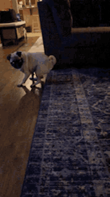 GIF