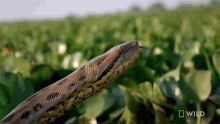 prowling monster snakes big snake slytherin hungry anaconda