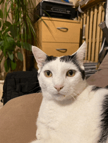 Chat Cat GIF - Chat Cat Shocked GIFs