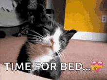 Nationalcatday Cats GIF - Nationalcatday Cats Kittens GIFs