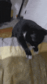 Cat Insane GIF - Cat Insane Bed GIFs