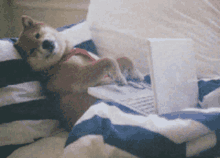 Doggie Laptop GIF - Doggie Laptop Workaholic GIFs