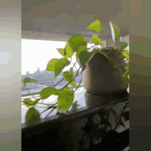 Benedictcork Plants GIF - Benedictcork Plants Piano GIFs
