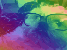 Dog Glasses Dog GIF - Dog Glasses Dog Glasses GIFs