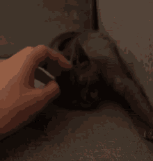 Marcelo Gato Black Cat GIF - Marcelo Gato Black Cat Cuddle GIFs