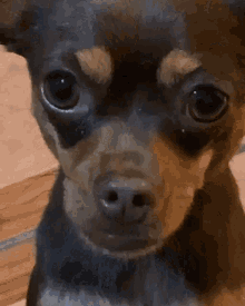 Chiwis Chihuahua GIF - Chiwis Chihuahua Perro GIFs