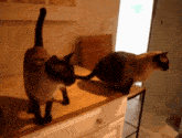 two cats standing next to each other on a wooden table