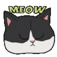 meow cat