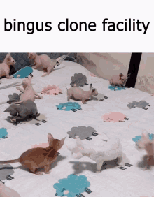 Bingus Clones GIF - Bingus Clones Binguscord GIFs