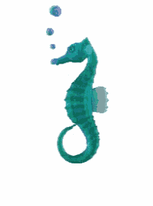 Seahorse Animation GIFs | Tenor