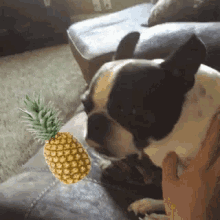 Bosonterrier Funnydog GIF - Bosonterrier Funnydog Pineapple GIFs