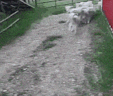 a dog is walking down a dirt road