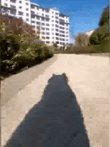 Cat Meme Shadow GIF - Cat Meme Cat Shadow GIFs