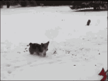 Dog Snow GIF - Dog Snow GIFs