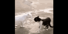 Gak Punya Duit GIF - Kucing Brantem Kaget GIFs