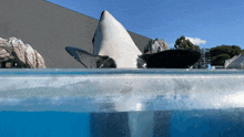 Whale Hello There Wave GIF - Whale Hello There Hello Wave GIFs