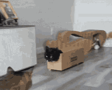 Cat Funny Cat Memes GIF - Cat Funny Cat Memes GIFs