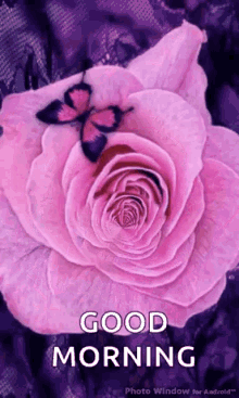 Good Morning Pink Rose GIF - Good Morning Pink Rose Butterfly GIFs