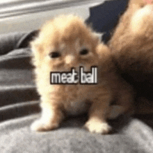 Meat Ball Cat Meatball GIF