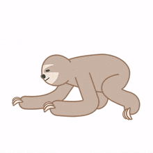 sloth animal cute race slow