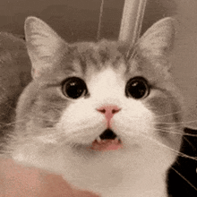 Todou Surprised GIF - Todou Surprised Scratch GIFs