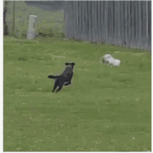 dog chasing cat chasing mouse