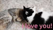 любовь поцелуй GIF - любовь поцелуй кот GIFs
