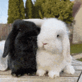 a black and white rabbit are sitting next to each other on a wooden table .