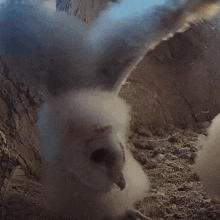 I'M Ready To Fly Barn Owl Chicks GIF - I'M Ready To Fly Barn Owl Chicks Robert E Fuller GIFs