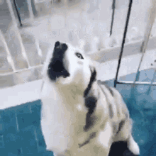 a husky dog is standing on a swing and looking up .