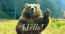 bear hello