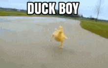 Duckboy Duckboi GIF