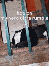 a black and white cat laying on a staircase with the words hop on my hero ultra rumble above it