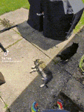 a cat laying on a sidewalk next to a black bucket that says ' backyard ' on it