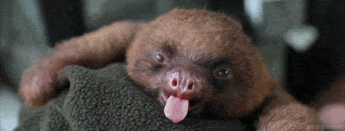 Sleepy Sloth GIF - Sloth Yawn Cute - Discover & Share GIFs