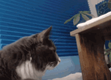 a gray and white cat sitting in front of a window