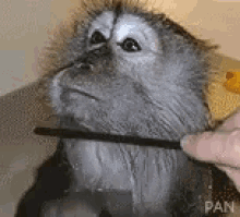monkey comb
