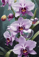 a painting of purple orchids with bubbles coming out of them