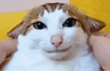 a person is petting a white and brown cat with a funny face .