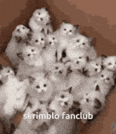 Skrimblo Fanclub GIF - Skrimblo Fanclub GIFs