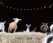 a group of goats are standing in a field with the words `` while the boss is away the goats will play . ''