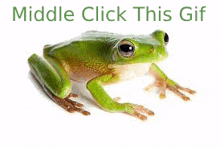 Frog Frogs GIF