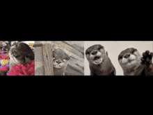 Grimtrin Otter GIF - Grimtrin Otter Ottergrimtrin GIFs