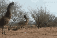 Emu Jump GIF - Emu Jump Freakout GIFs