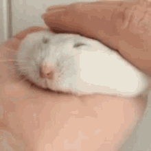 Hamster Pet GIF - Hamster Pet GIFs